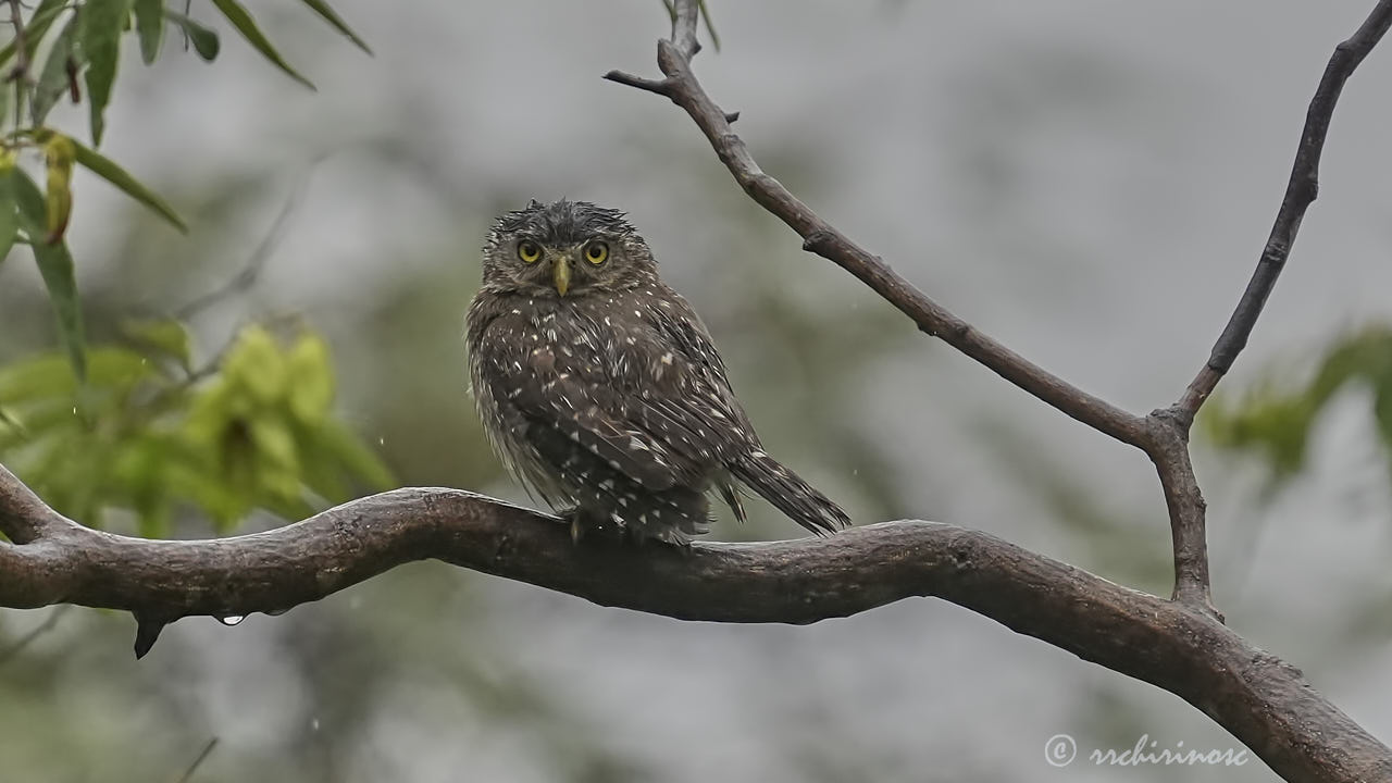 Peruvian pygmy owl