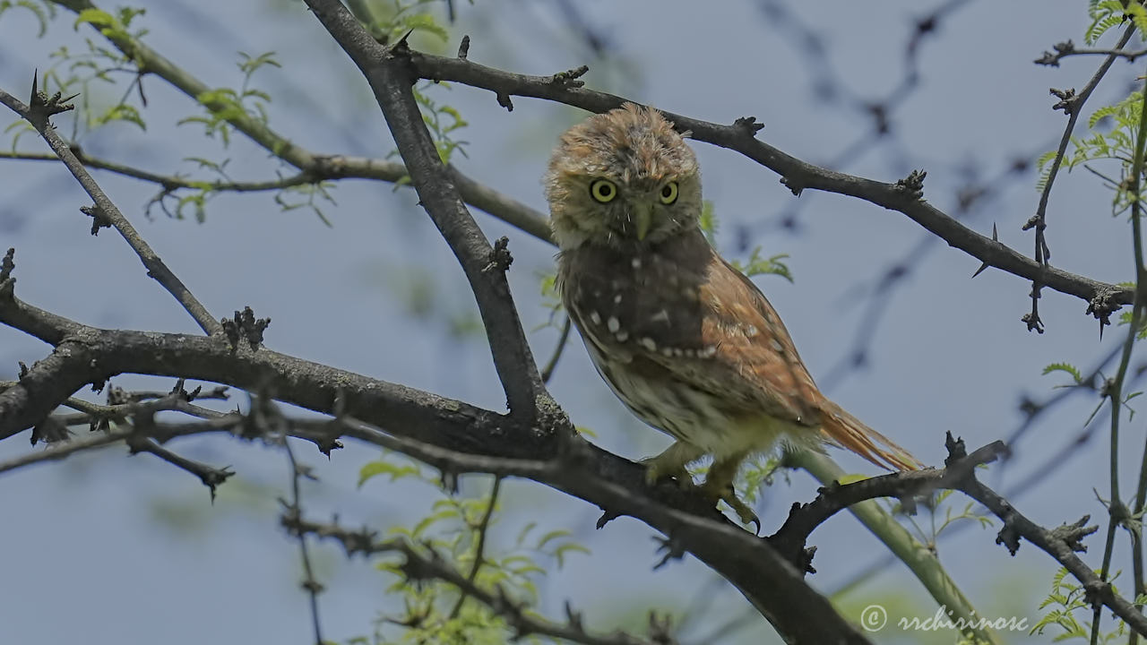 Peruvian pygmy owl