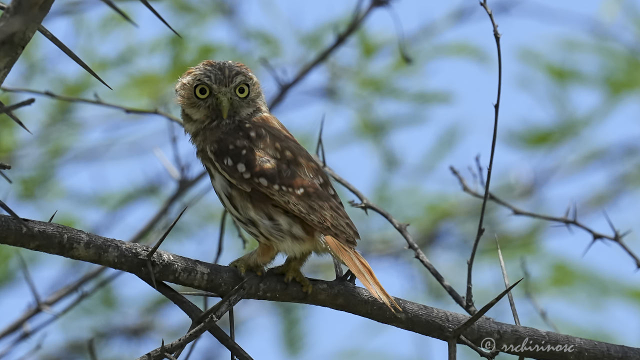 Peruvian pygmy owl