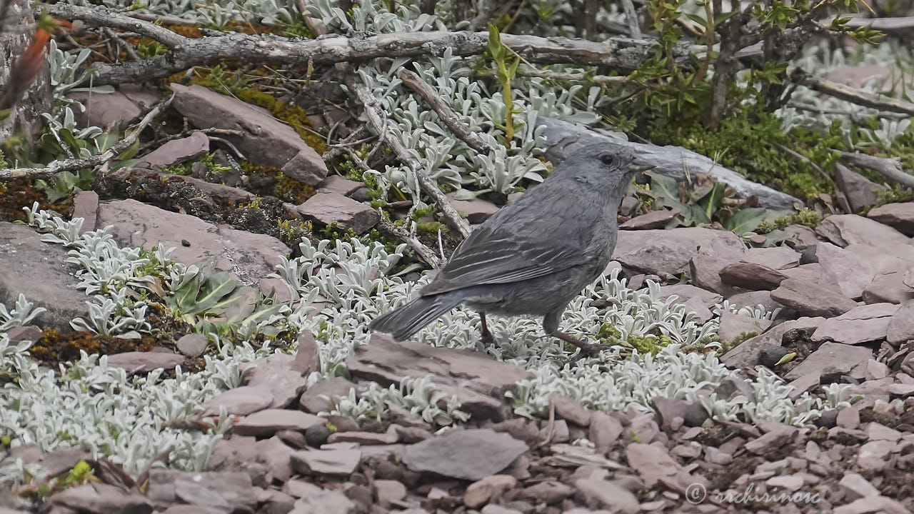 Plumbeous sierra finch