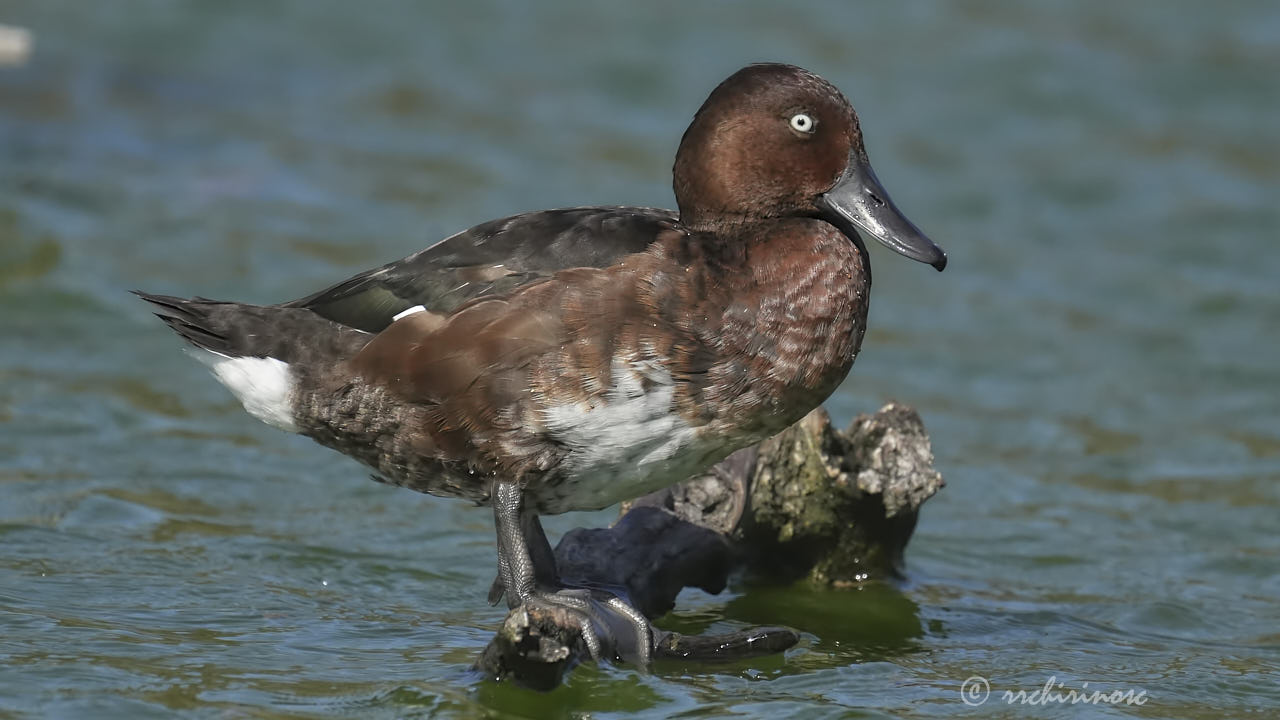 Ferruginous duck