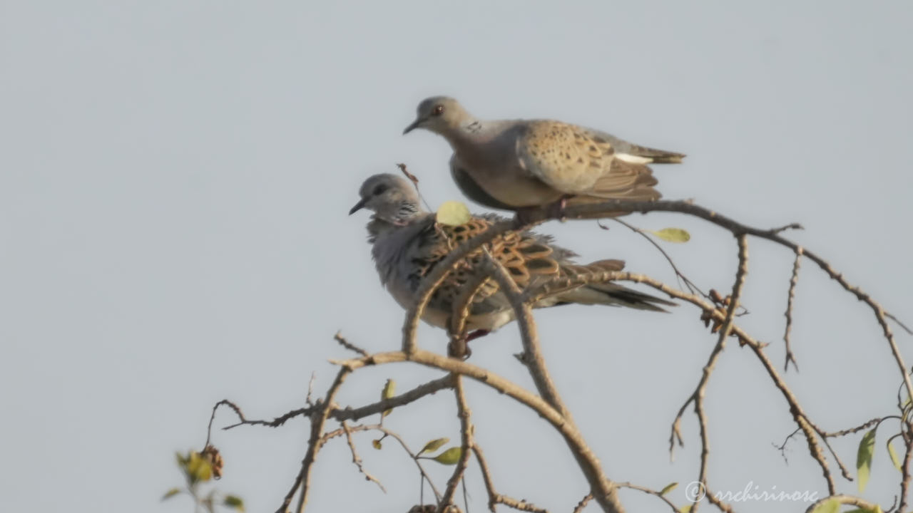 European turtle dove
