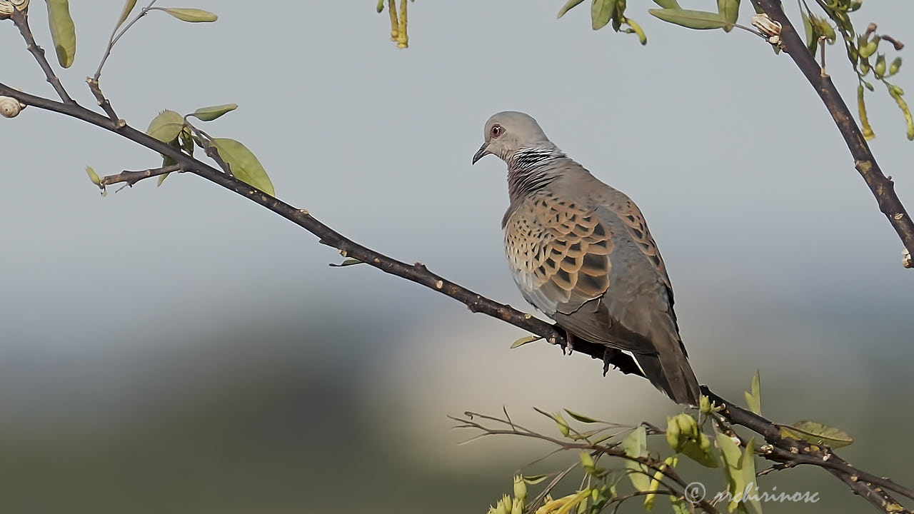 European turtle dove