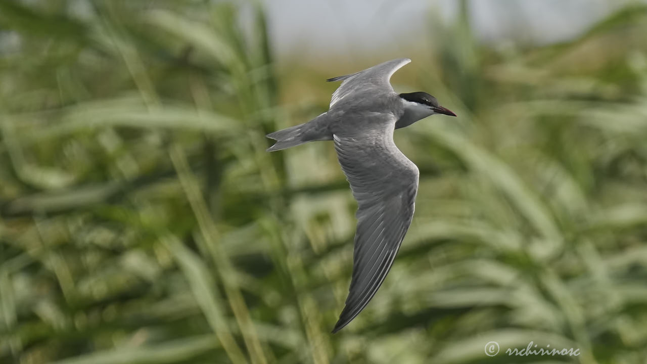 Whiskered tern