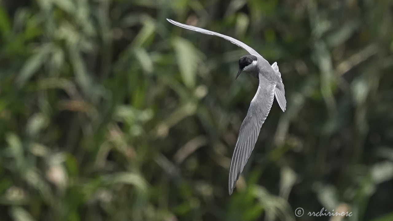 Whiskered tern