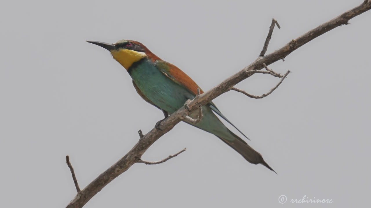 European bee-eater