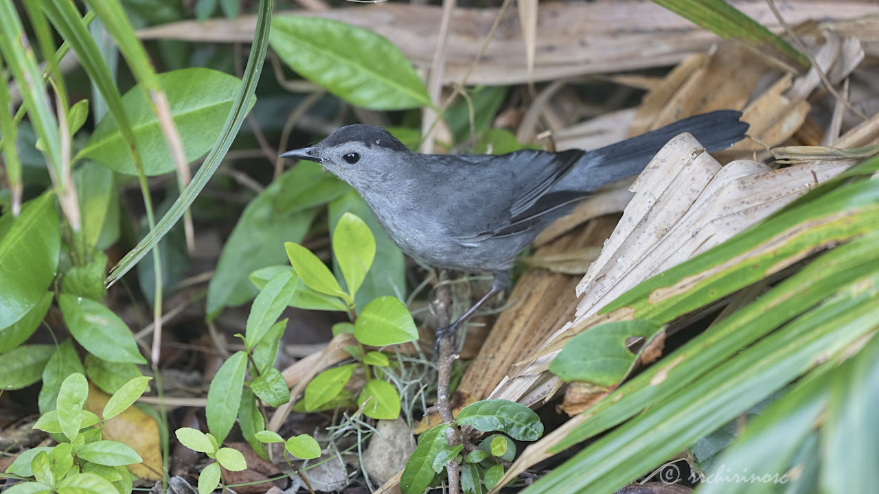 Gray catbird