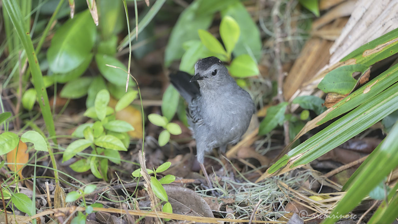 Gray catbird