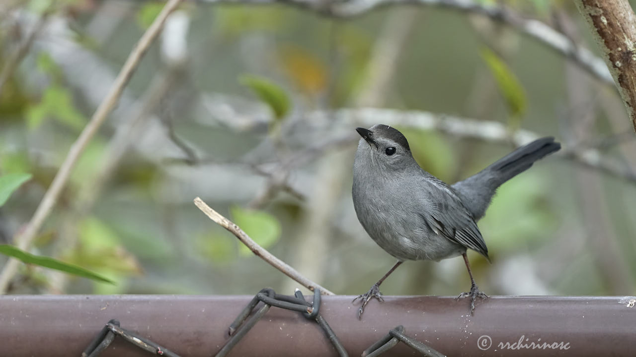 Gray catbird