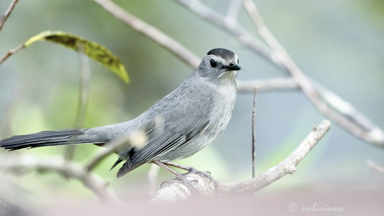 Gray catbird