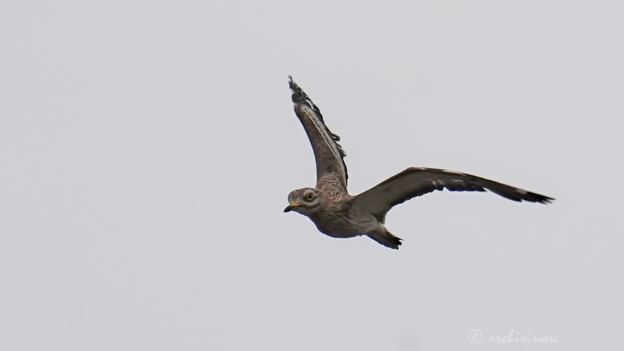 Eurasian thick-knee