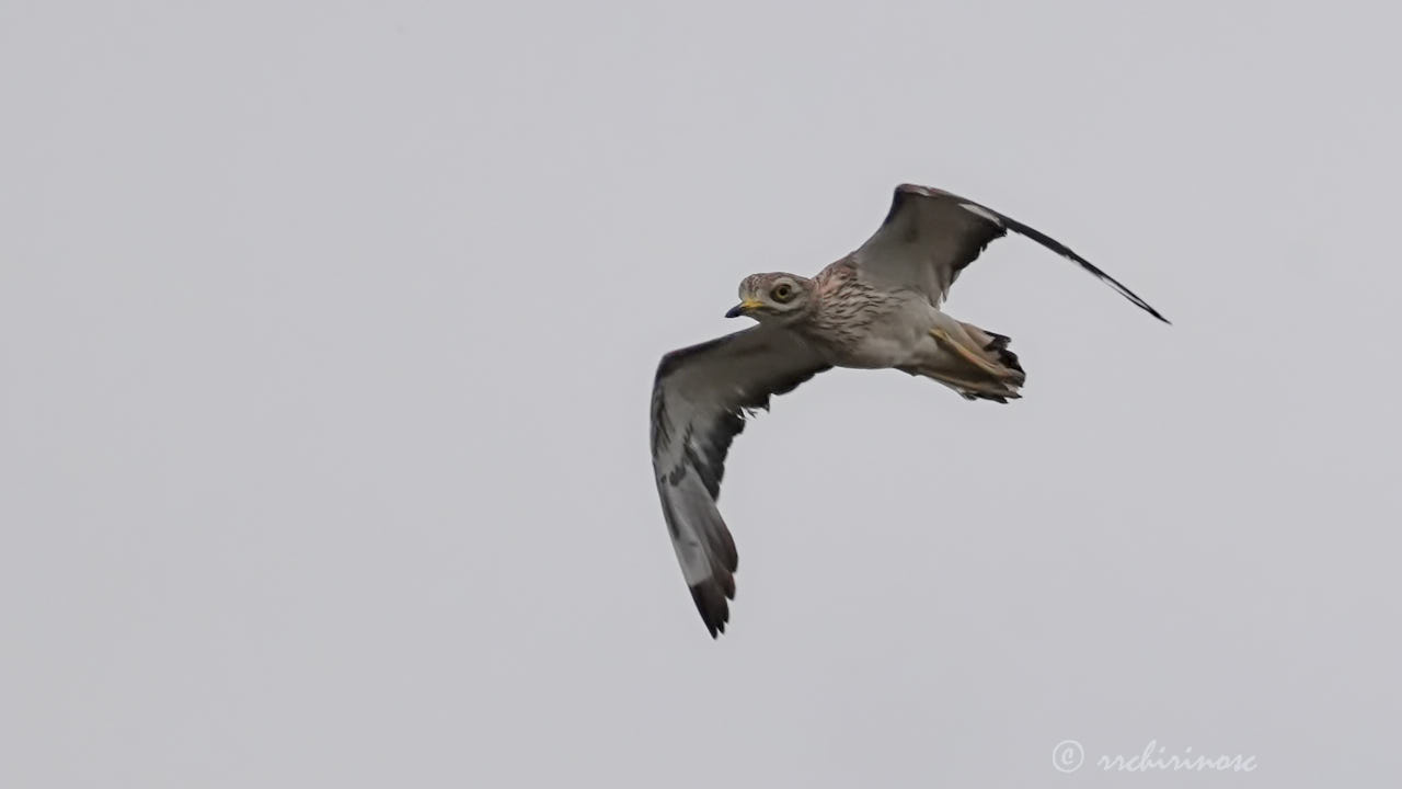 Eurasian thick-knee