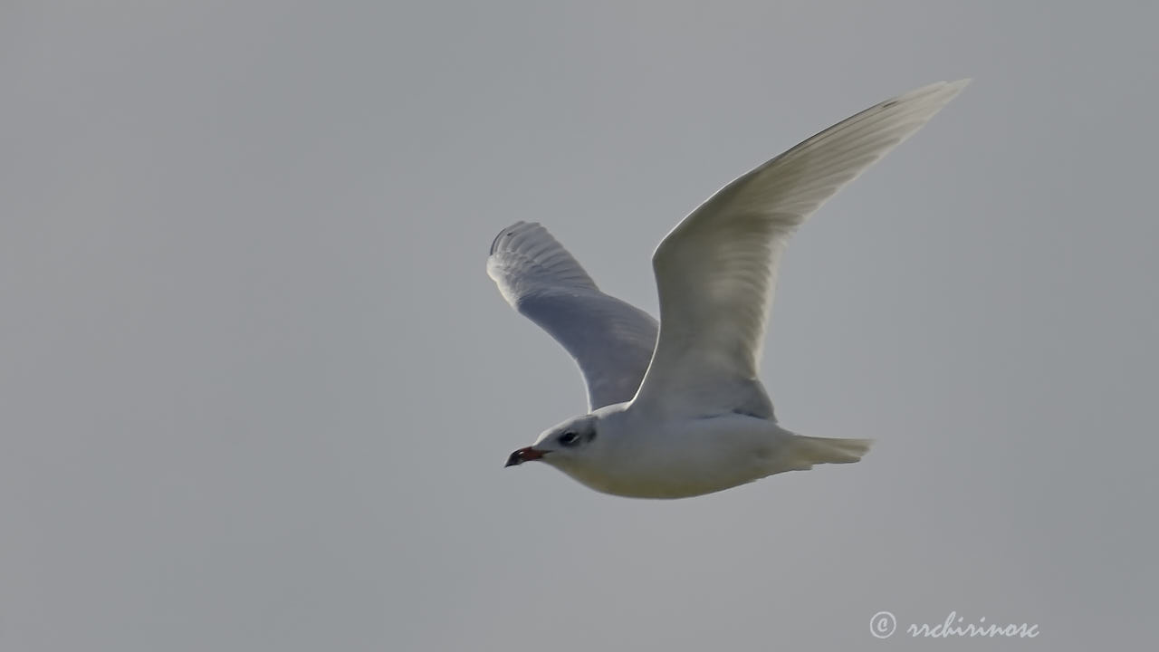 Mediterranean gull