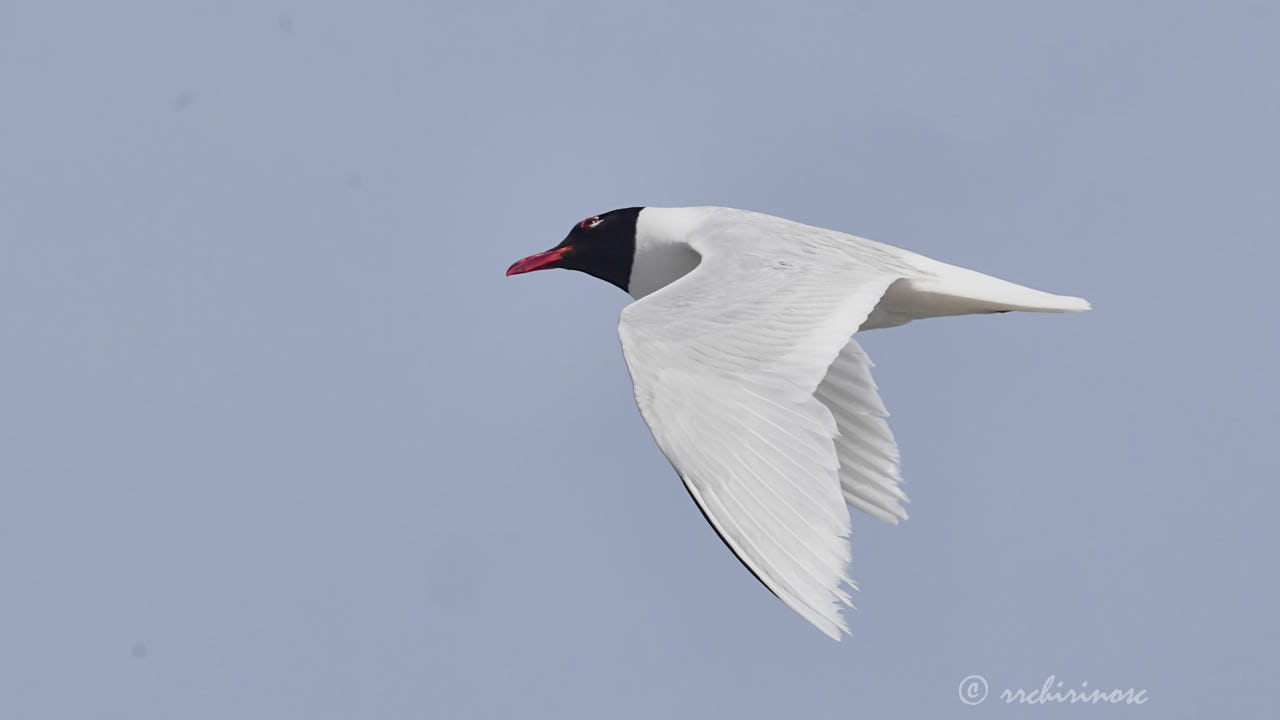 Mediterranean gull