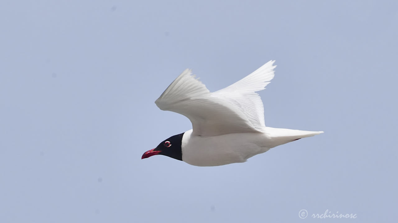 Mediterranean gull