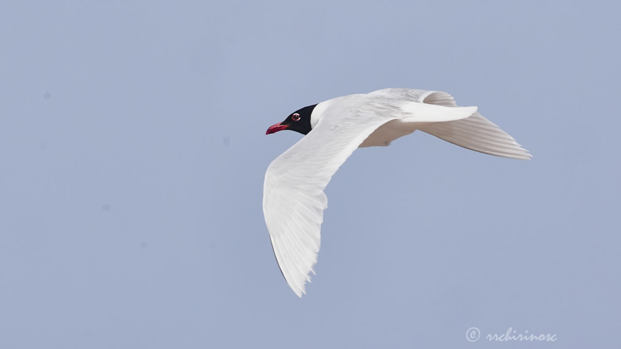 Mediterranean gull