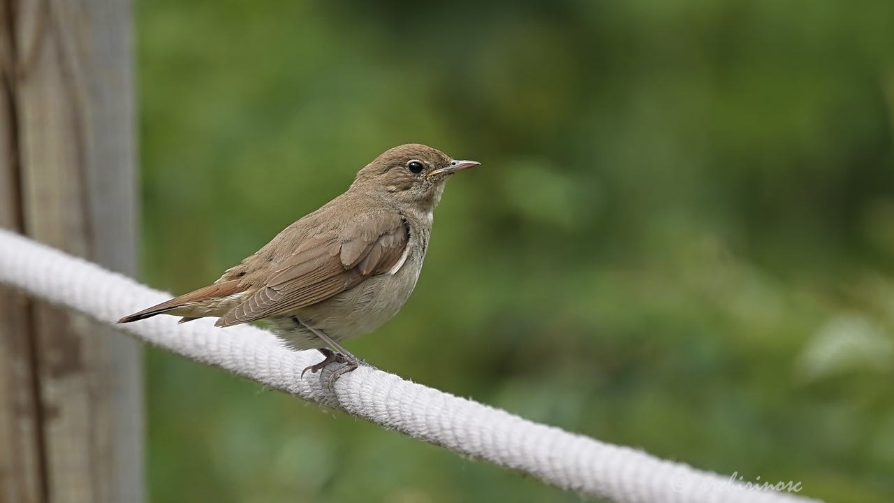 Common nightingale