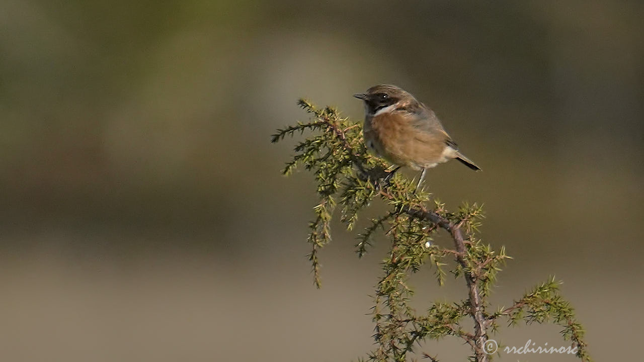European stonechat