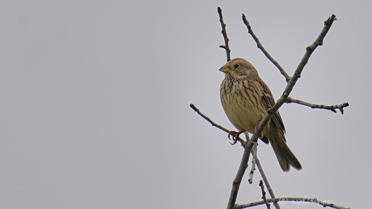 Corn bunting