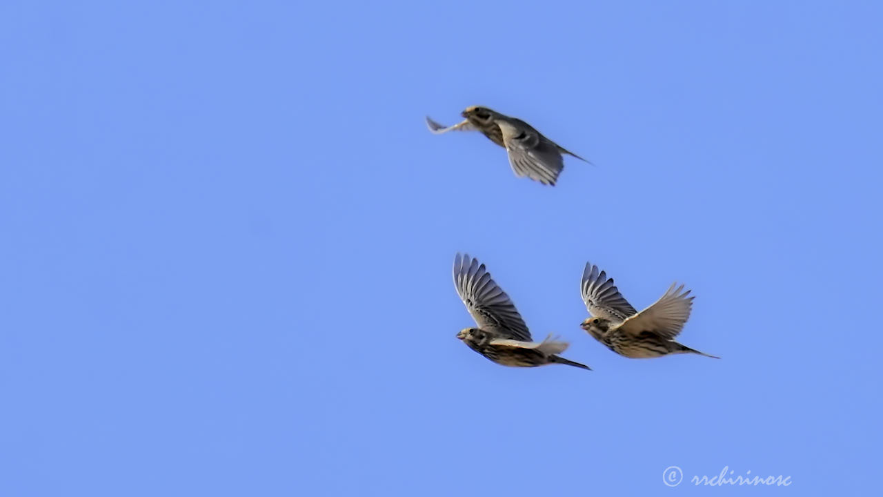 Corn bunting