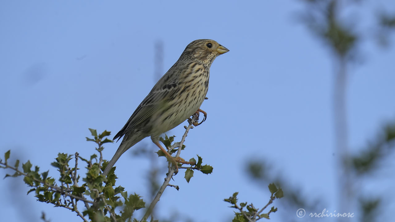 Corn bunting