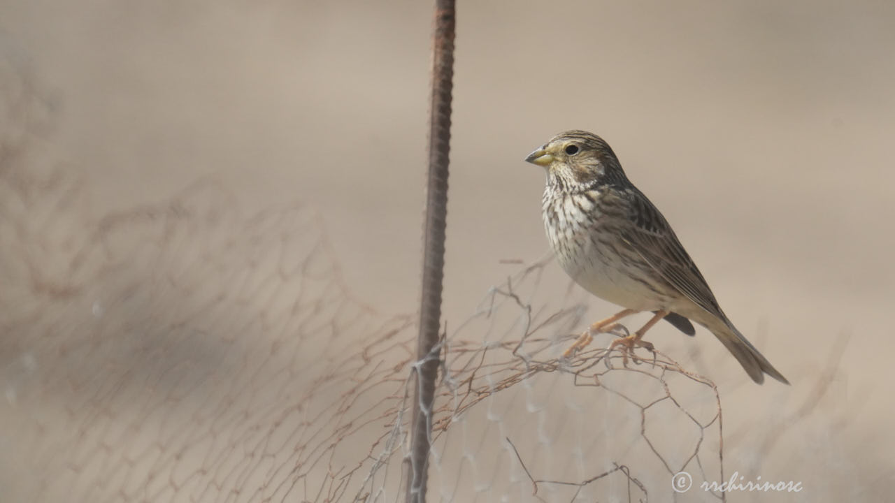 Corn bunting