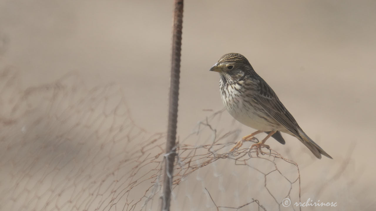 Corn bunting