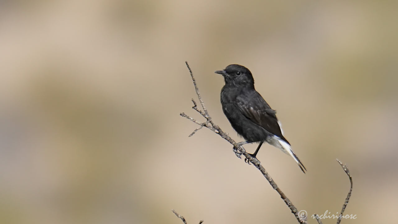 Black wheatear