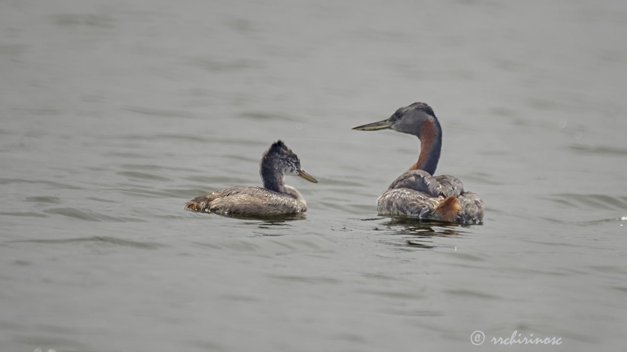 Great grebe