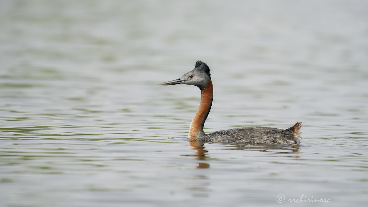 Great grebe