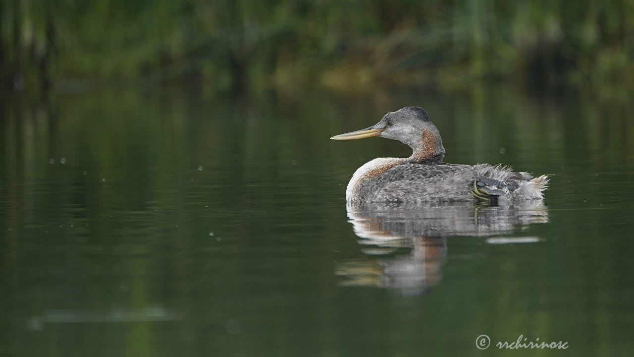 Great grebe
