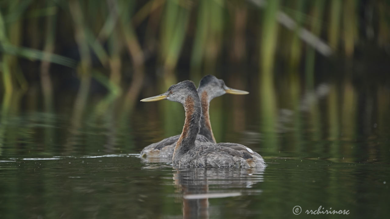 Great grebe