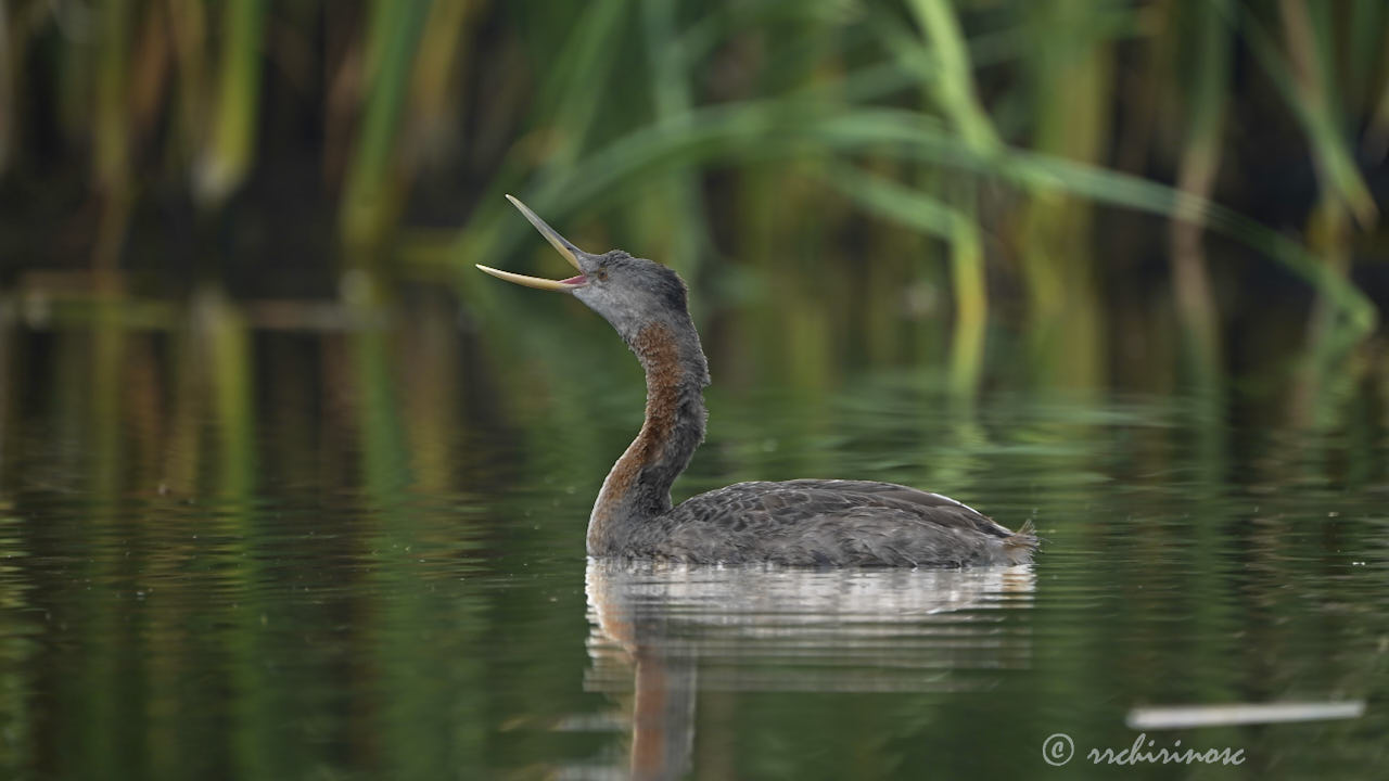 Great grebe