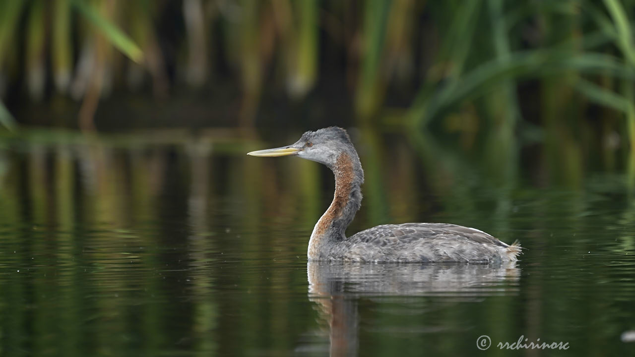 Great grebe