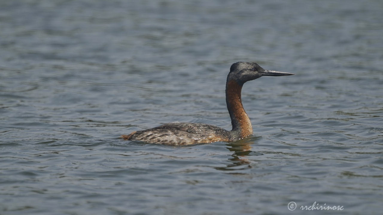 Great grebe