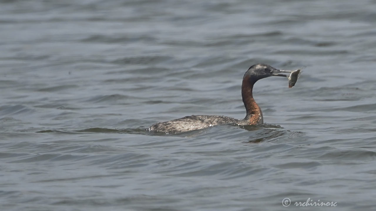 Great grebe