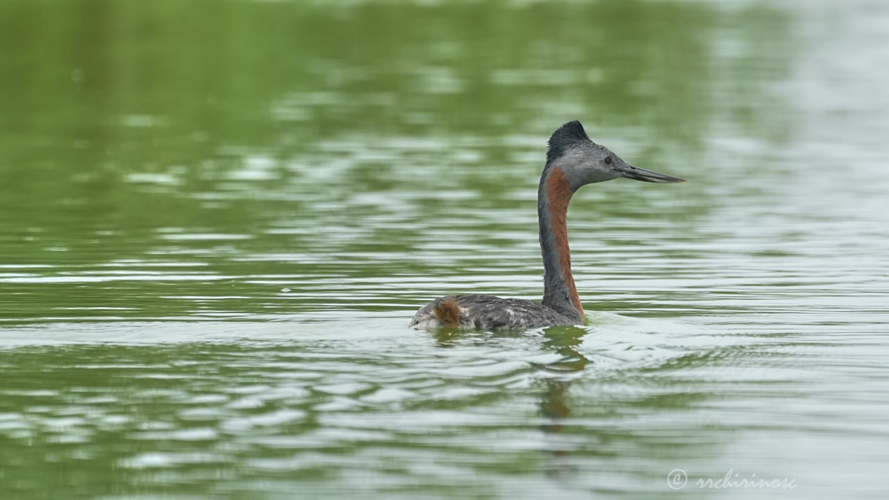 Great grebe