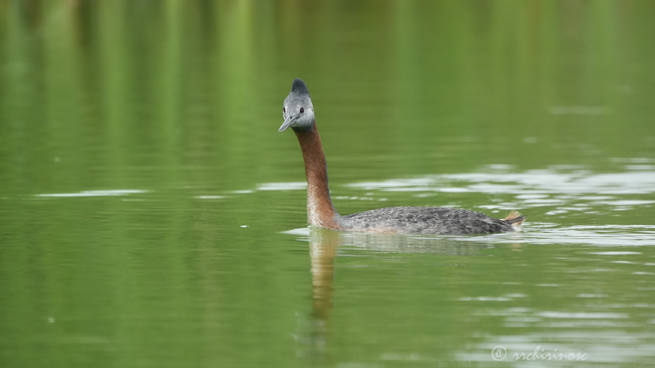 Great grebe