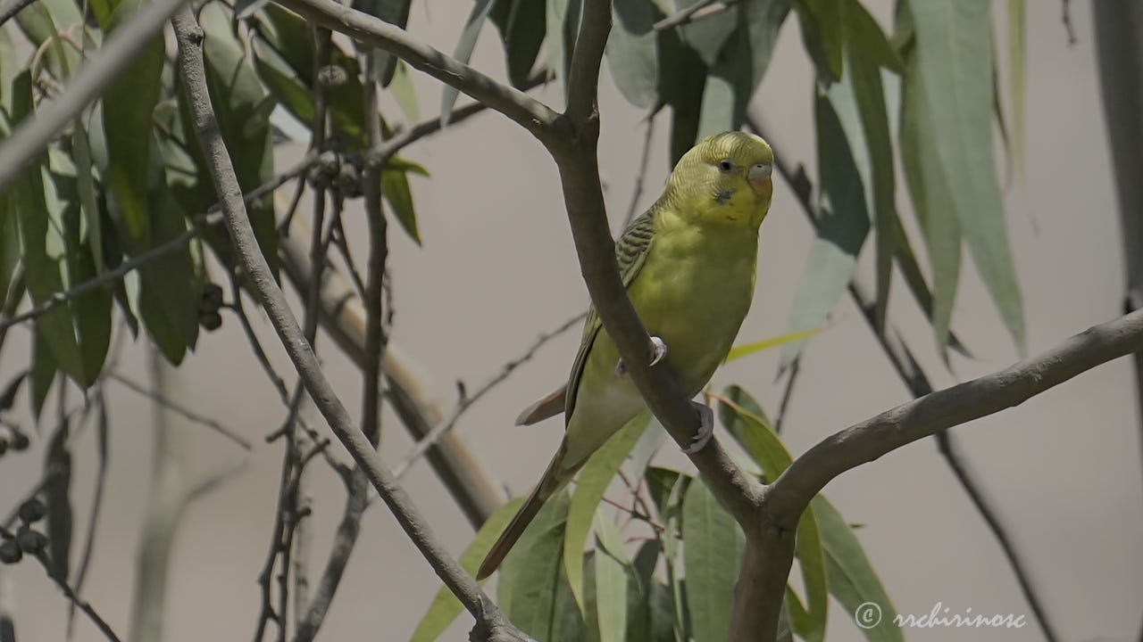 Budgerigar