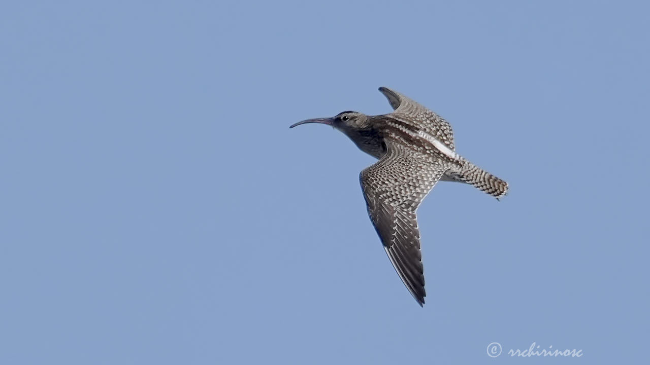 Eurasian whimbrel