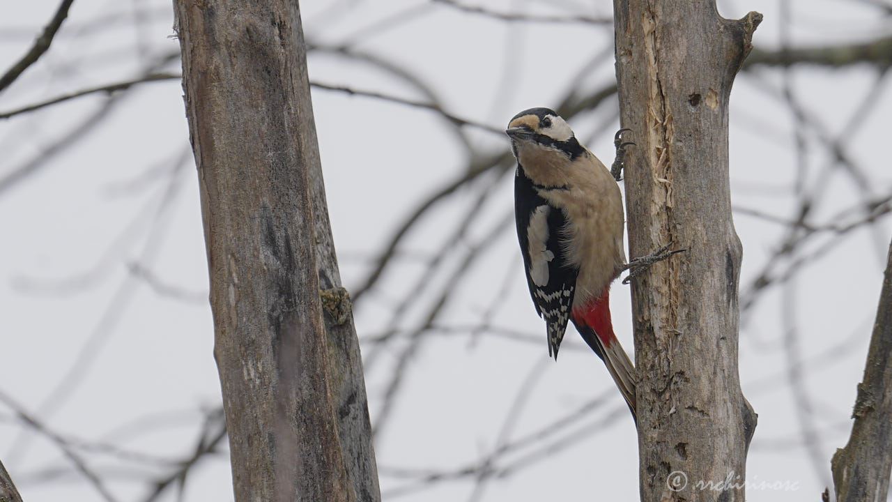 Great spotted woodpecker