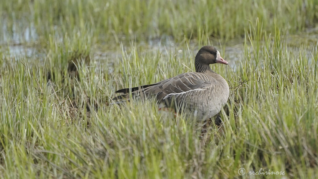 Greater white-fronted goose