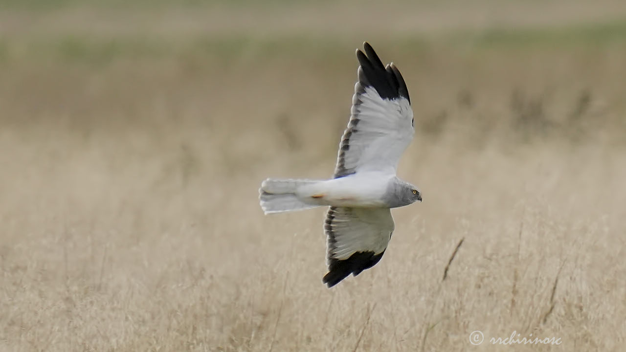 Hen harrier