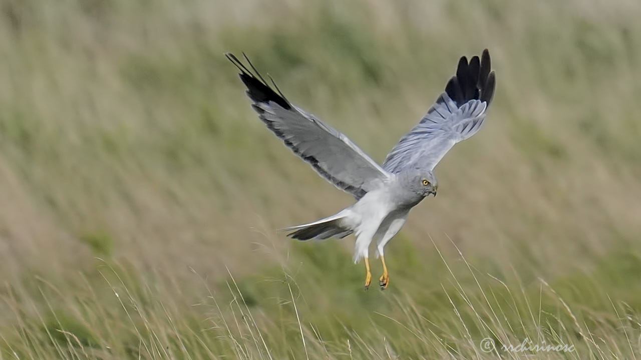 Hen harrier