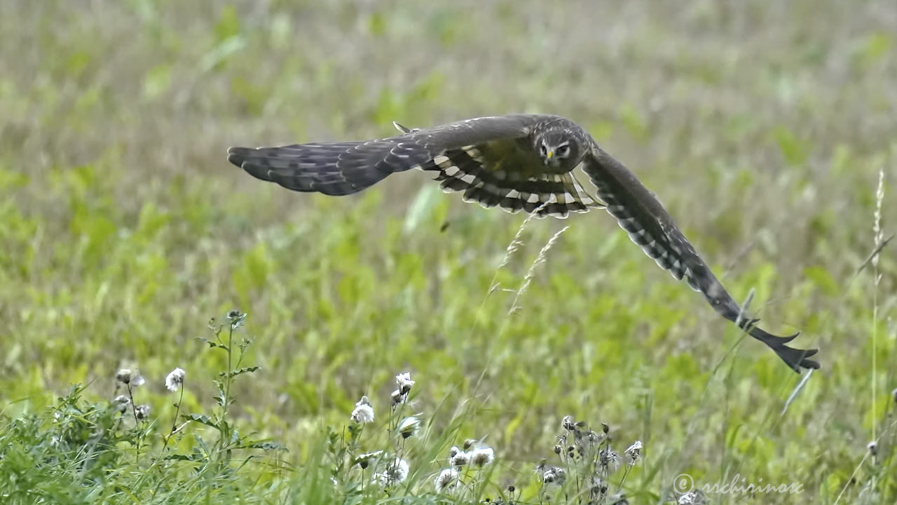 Hen harrier