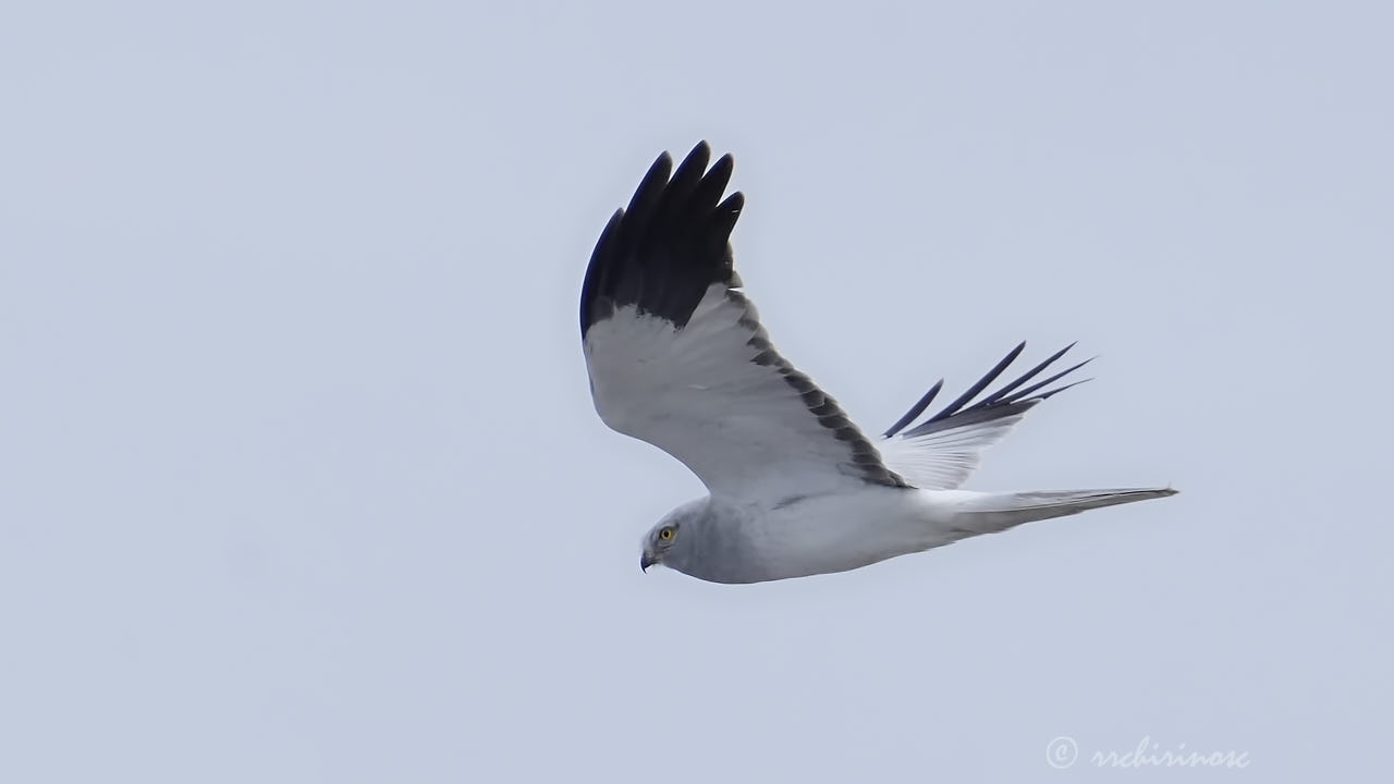 Hen harrier