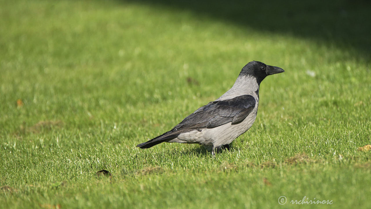 Hooded crow