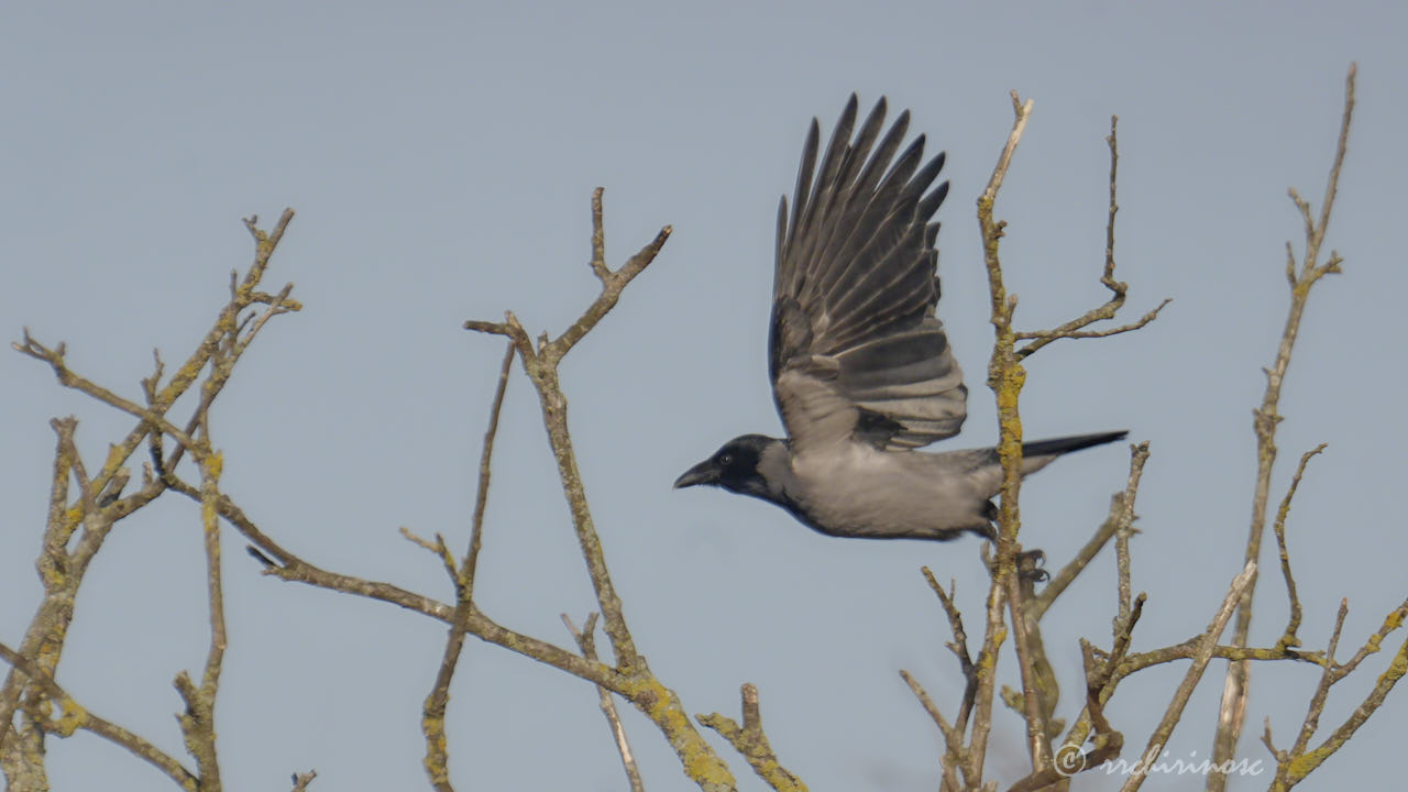 Hooded crow