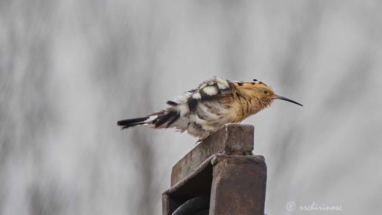 Eurasian hoopoe
