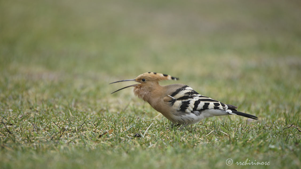Eurasian hoopoe